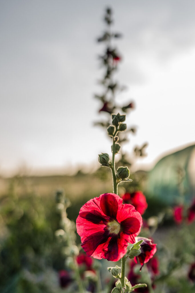 Nahaufnahme rote Blume Permakulturgarten Haidhof Leiblfing Straubing