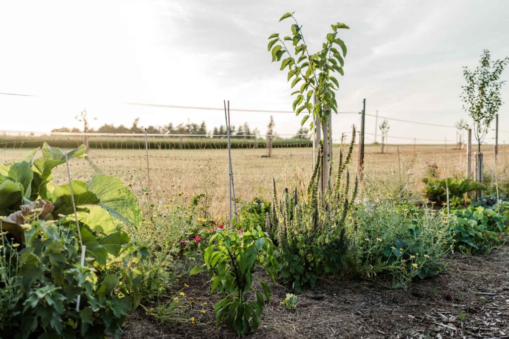 Permakulturgarten HaidHof in Leiblfing bei Straubing