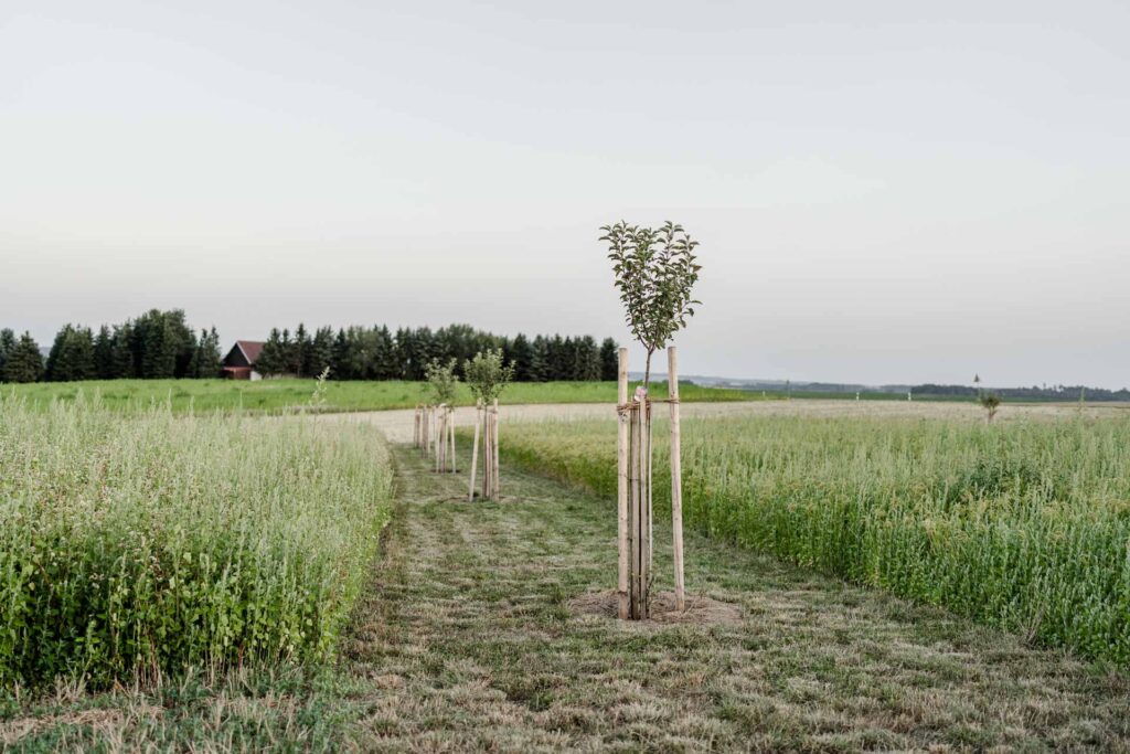Felder gehörend zum Haidhof in Niederbayern